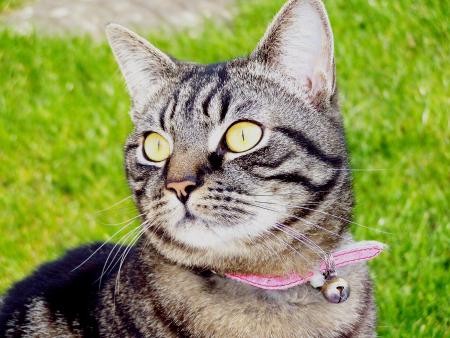 C moi minou 